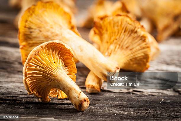 Chanterelle Mushrooms Stock Photo - Download Image Now - Chanterelle, Close-up, Edible Mushroom