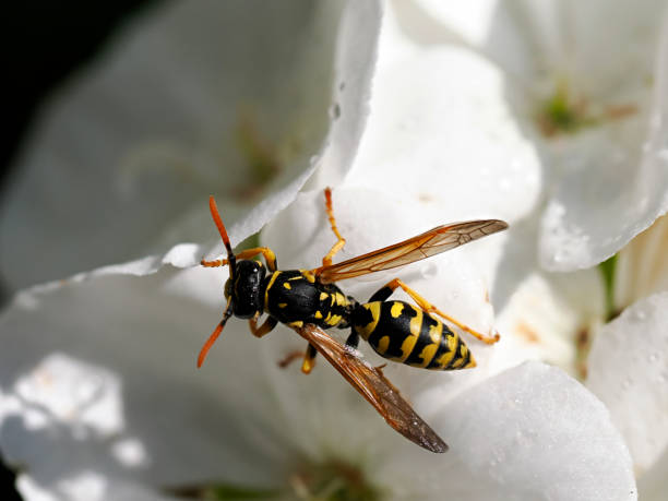 European paper wasp  on white flower