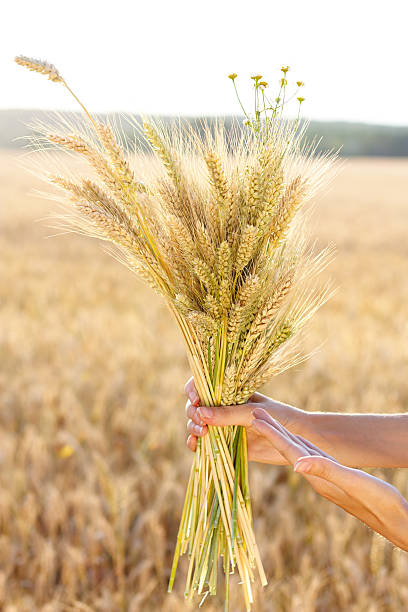 istock Ripe ears wheat in woman hands close-up 177785904
