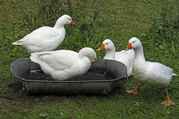 istock Geese with a bathtub 177785960