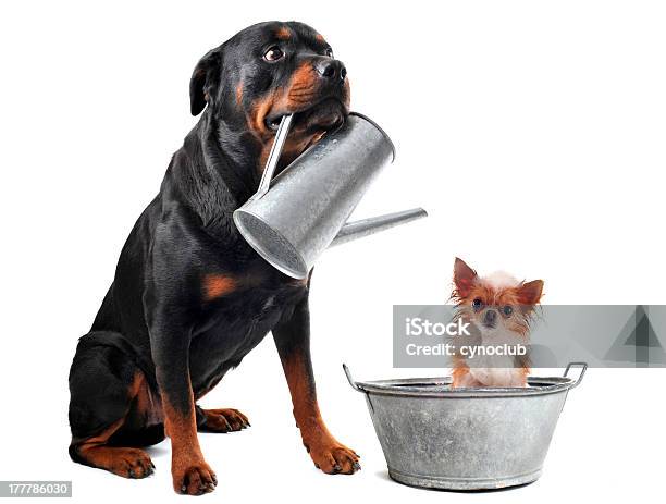 Antes El Baño Foto de stock y más banco de imágenes de Grande - Grande, Pequeño, Animal