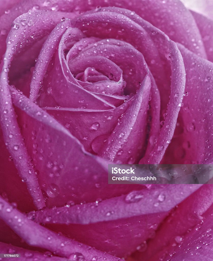 rose avec des gouttes d'eau gros plan - Photo de Abstrait libre de droits