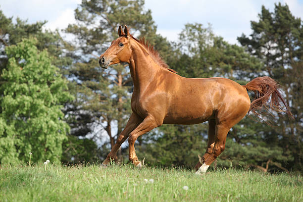 istock Running horse with beautiful chestnut color on pasturage 177786131
