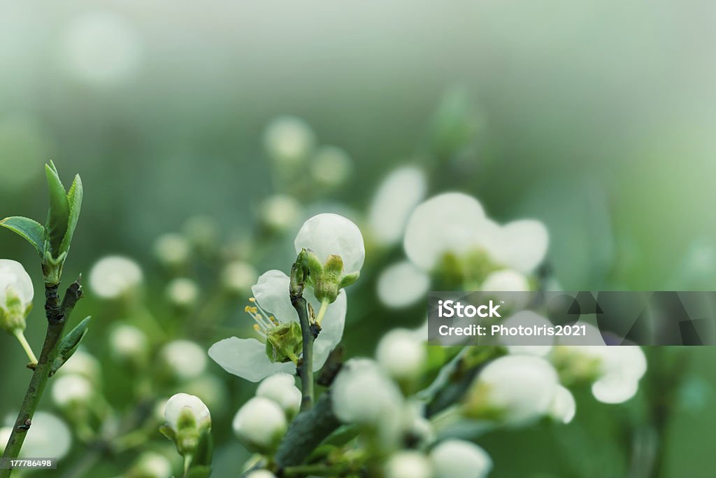 Bud-flores em abril e maio - Foto de stock de Abril royalty-free