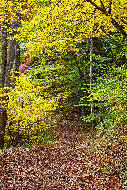 istock Autumn Trail in the Woods 177786576