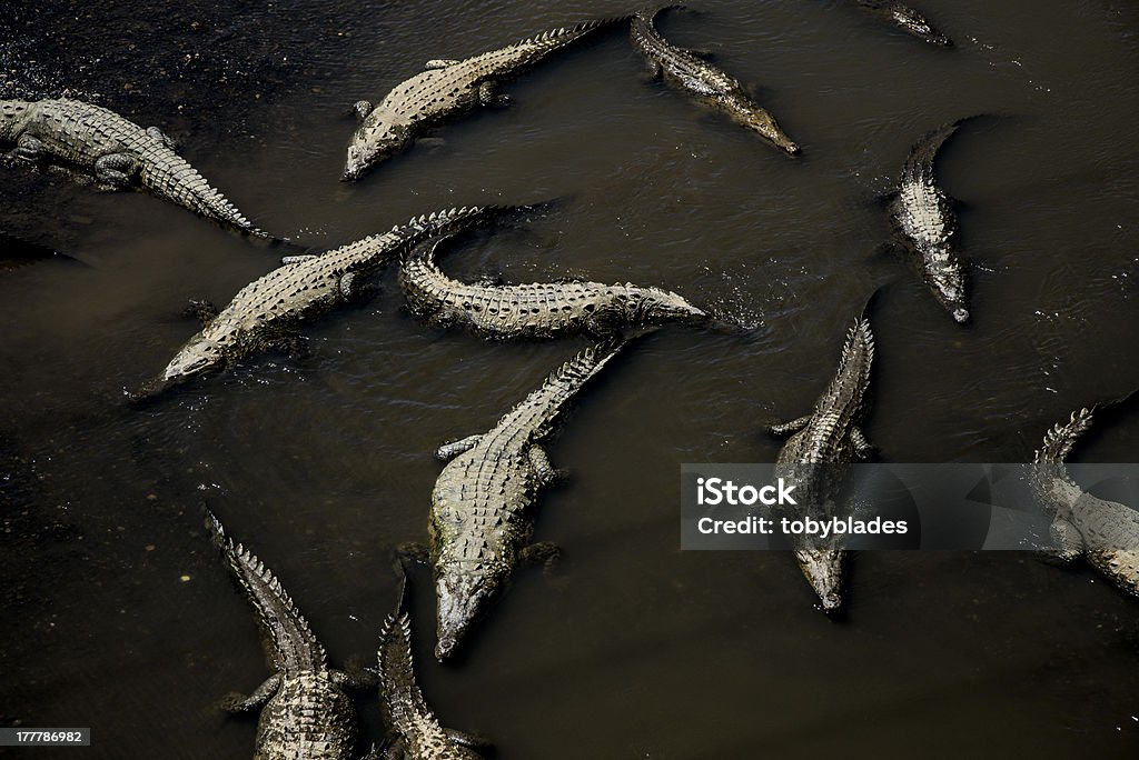 Crocodilo-de-rio - Royalty-free Animal selvagem Foto de stock