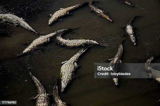 Crocodiloderio - Fotografias de stock e mais imagens de Animal selvagem - Animal selvagem, Ao Ar Livre, Costa Rica