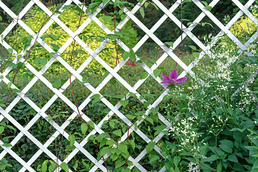 Decorative trellis for purple clematis. Fence made of white wooden slats for garden flowers.