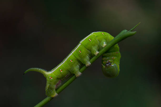 Exercitar verde Caterpilar - fotografia de stock