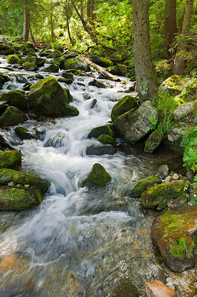 istock Mountain river flowing at summer forest landscape 177788120