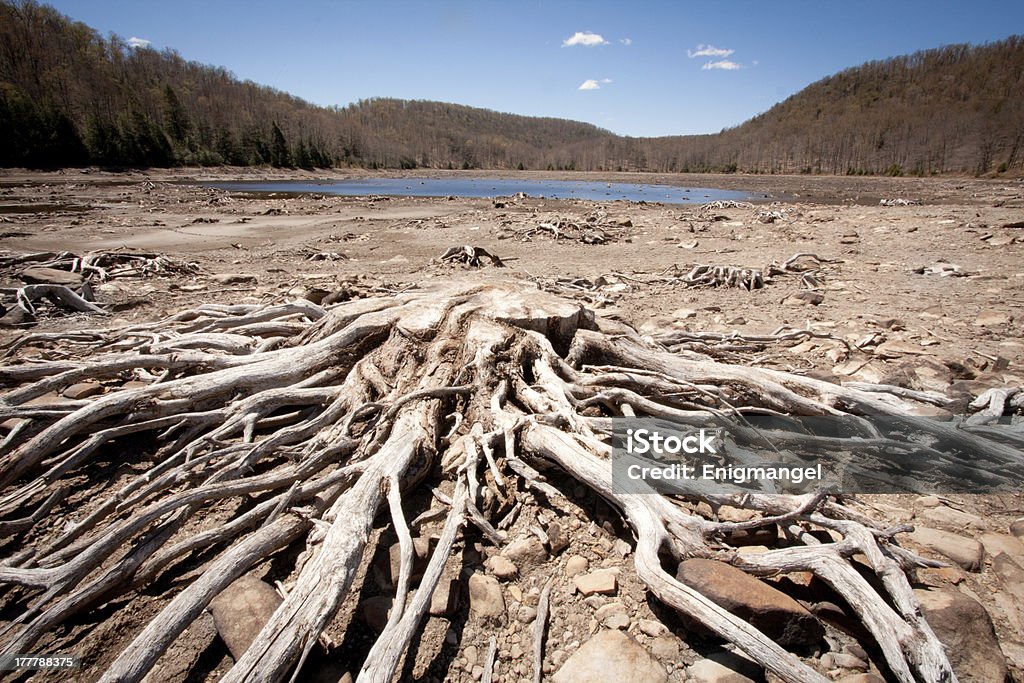 Driftwood por um lago - Royalty-free Antigo Foto de stock