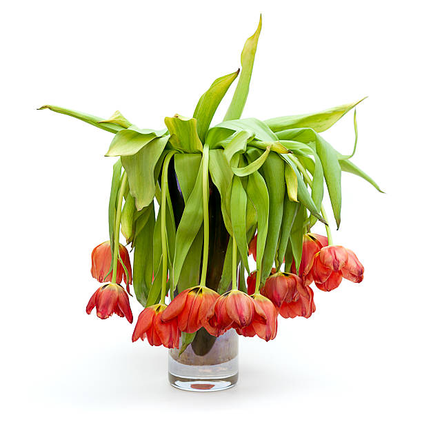 A vase full of droopy and dead flowers (tulips).  Isolated on white.