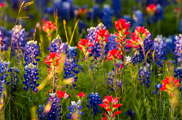 primavera fiori selvatici in texas - indian paintbrush foto e immagini stock