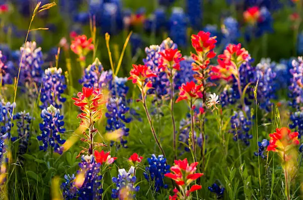 Indian paintbrushes and bluebonnets in late afternoon light