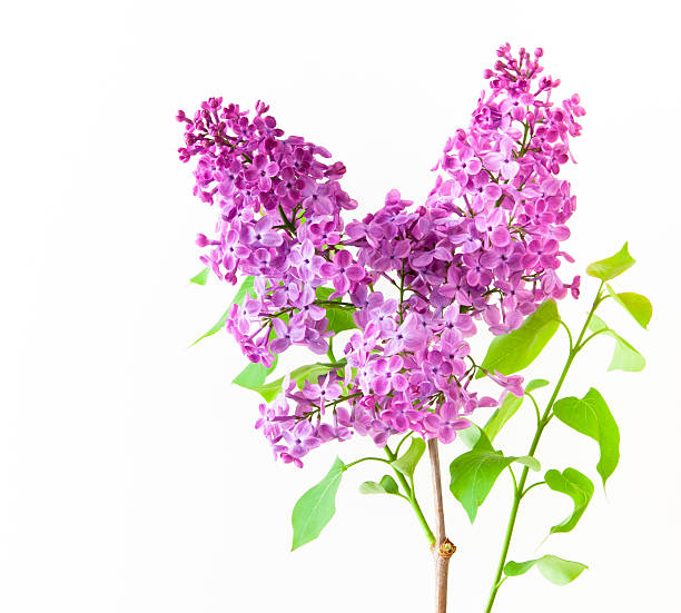 istock Branch with spring lilac flowers. 177788804