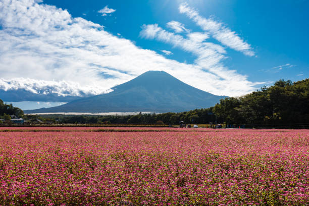 góra fuji widziana z parku yamanakako hananomiyako jesienią2 - fuji mt fuji yamanashi prefecture japanese fall foliage zdjęcia i obrazy z banku zdjęć