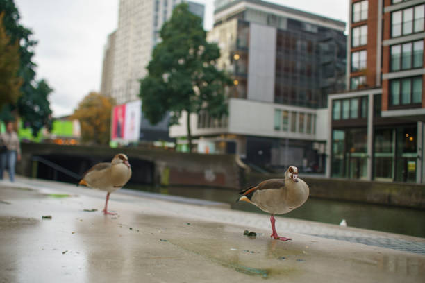 Duck, Bird family