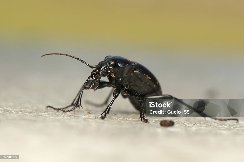 Carabus glabratus Animal Stock Photo