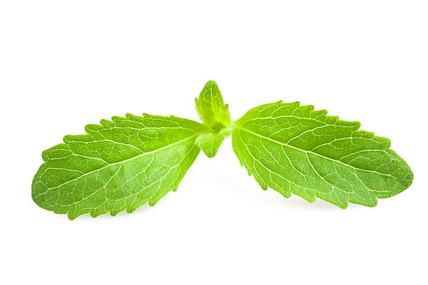 stevia rebaudiana - sweetleaf foto e immagini stock