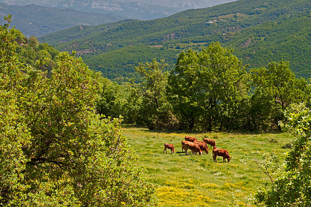 Rustic scenery at Pindos mountains in Europe, Greece