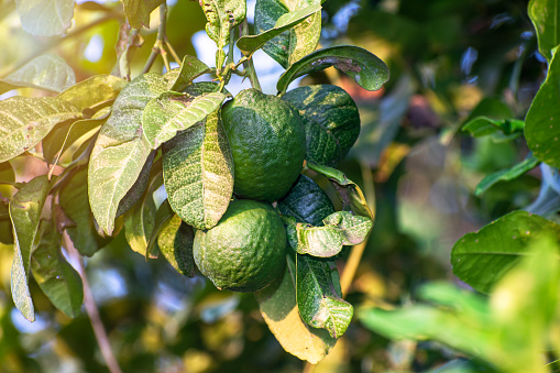 Closeup shot of Sweet lemon/Citrus limetta fruit growing on tree.