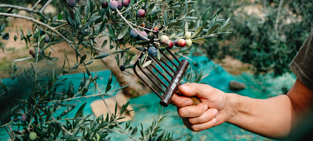 a man harvests some arbequina olives using a comb-like tool in an olive grove in Catalonia, Spain, in a panoramic format to use as web banner or header