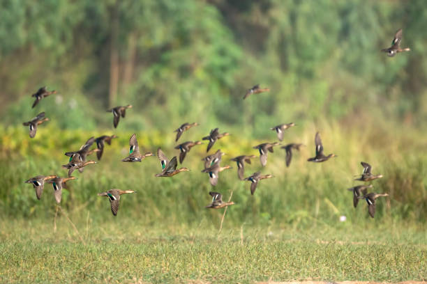 istock Flock of Ducks Flying in morning 1777895431