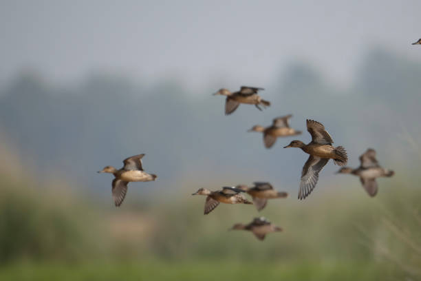 istock Flock of Ducks  Landing in wetland 1777895986
