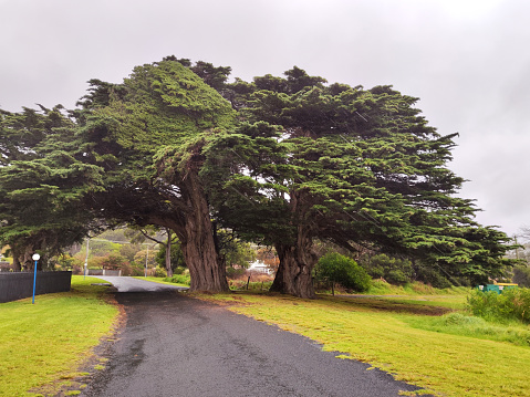 Giant tree at Diamond Island resort, Bicheno, Tasmania.