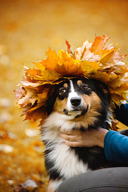 istock young Australian shepherd with wreath of leaves 177790047