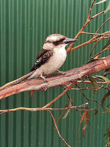 Kookaburra standing on tree branch in Bicheno, Tasmania. It is a bird native to Australia and New Guinea.