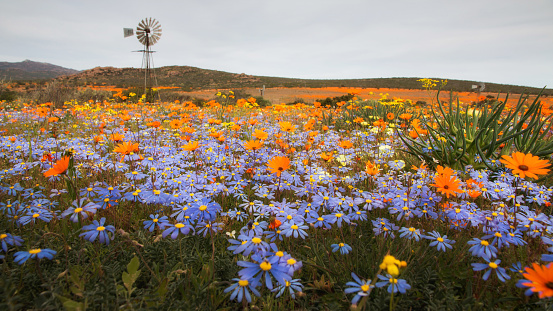 Wildflower variety during August in Namaqualand