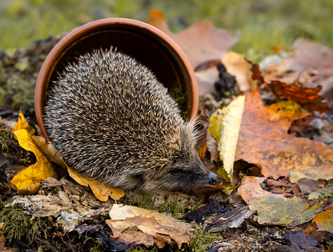 Hedgehog, Scientific name: Erinaceus Europaeus.  Close up of a wild, native European hedgehog foraging amongst Autumn leaves and emerging from a terracotta plant pot. Copy space.  Horizontal.