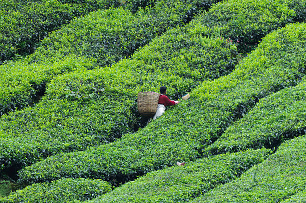 istock Tea harvest, Camellia Sinensis 177790531