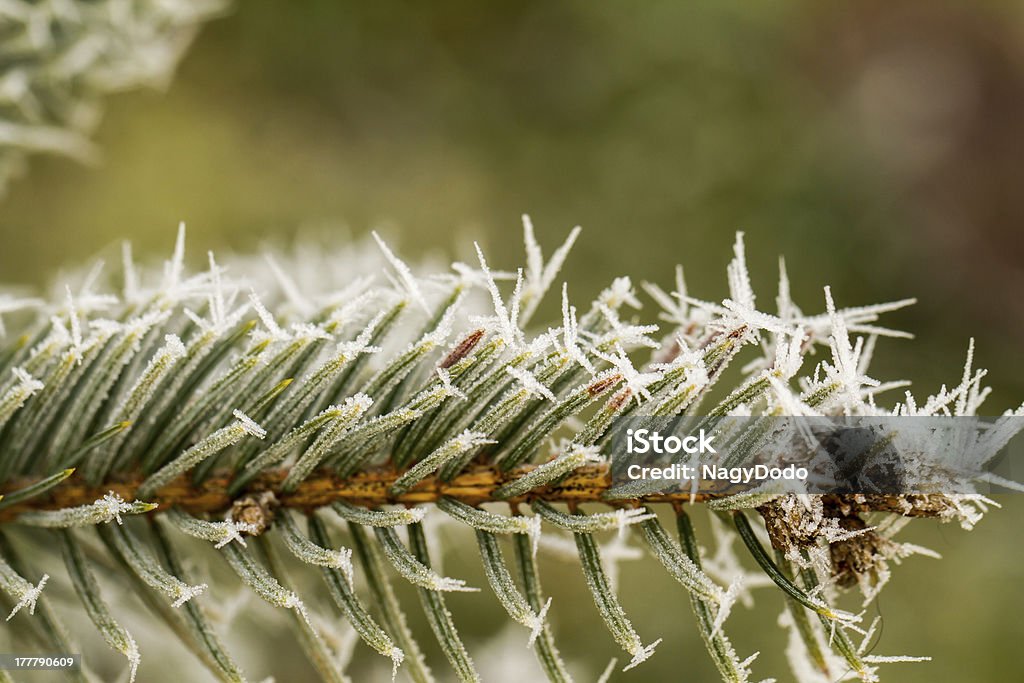 Cencellada, hoarfrost en una rama de pinos - Foto de stock de Abeto libre de derechos