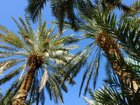 Date palm, is a palm plant in the genus Phoenix, the fruit is edible. Phoenix dactylifera. Date palm trees and blue sky. natural background.