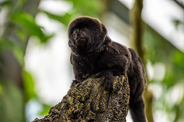 goeldi's monkey - 2503 - fotografias e filmes do acervo