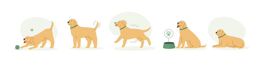 Cute dog, puppy chasing a ball, lying, plying and running. Adorable retriever daily activity, different emotions and behavior. Funny animal set. Pet care concept. Flat vector illustration.