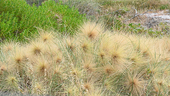 Spinifex longifolius plants in Western Australia