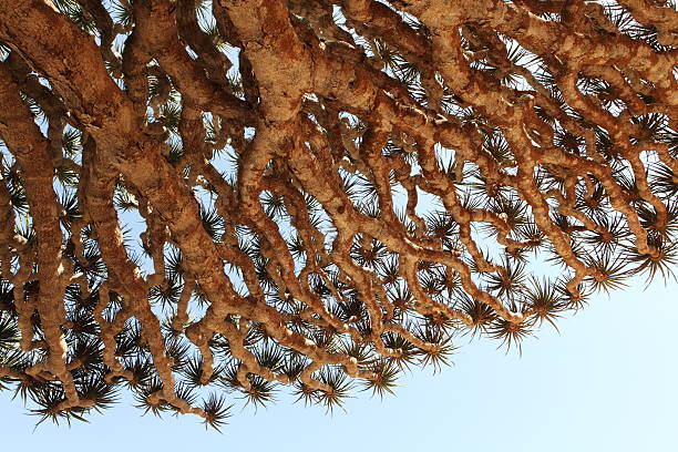 istock Spiky leaves of Dragon tree 177791395