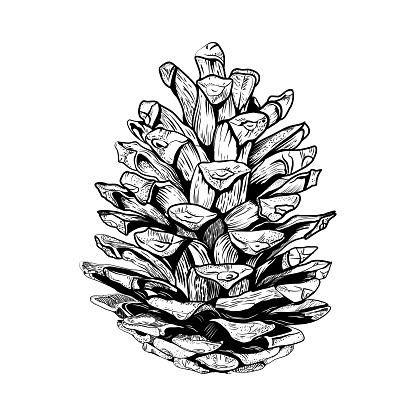 Detailed vector illustration of a pine cone isolated on white