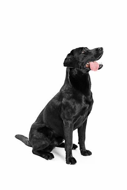 Black Labrador Black Labrador looks upwards on white background black labrador stock pictures, royalty-free photos & images