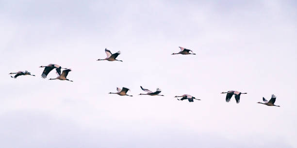istock Crane birds or Common Cranes flying in a sunset during the autumn migration 1777914953