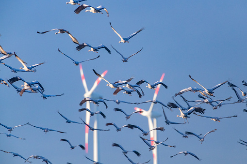 Crane birds or Common Cranes or Eurasian Cranes (Grus Grus) flying in mid air with wind turbines in the background during the autumn migration over the moors of Diepholz in Germany. Migrating birds face a growing risk of collision with wind turbines as more and more wind turbines are build in their migratory corridors.