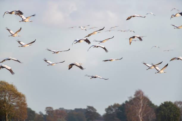 istock Crane birds or Common Cranes flying in mid air during the autumn migration 1777916637