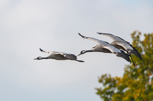 Crane birds or Common Cranes or Eurasian Cranes (Grus Grus) flying in mid air during the autumn migration over the moors of Diepholz in Germany.