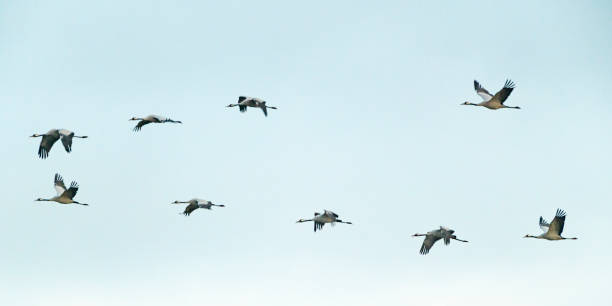 istock Crane birds or Common Cranes flying in a sunset during the autumn migration 1777917226