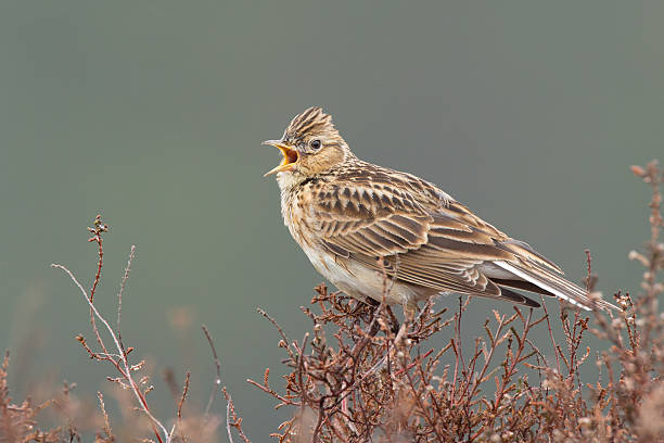 Skylark (Alauda arvensis) singing on the heather. Skylark (Alauda arvensis) singing on the heather. galerida cristata stock pictures, royalty-free photos & images