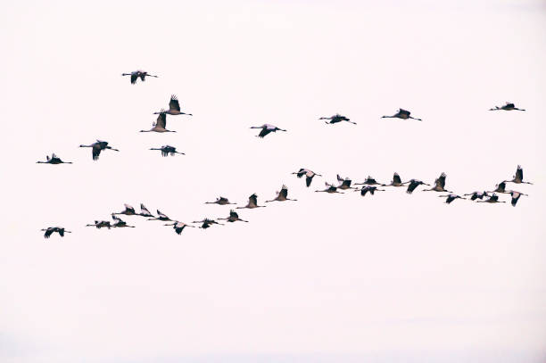 istock Crane birds or Common Cranes flying in a sunset during the autumn migration 1777918354