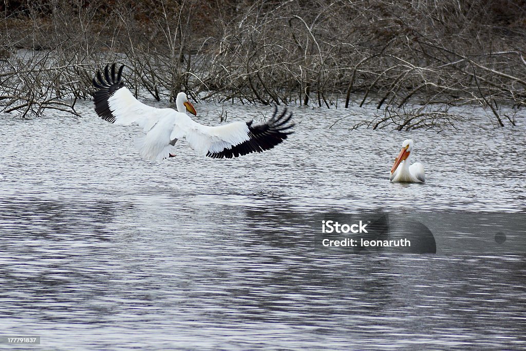 Pelican vol - Photo de Eau libre de droits